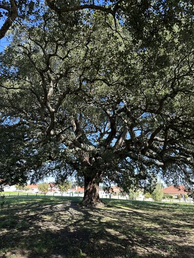 Evora Cork tree