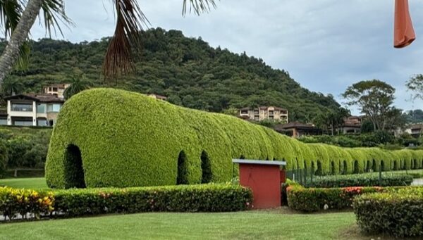 tree tunnel