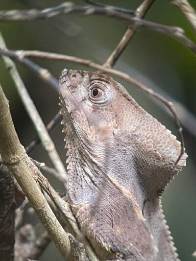 Manuel Antonio National Park - iguana