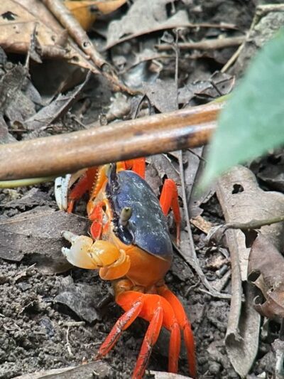 Manuel Antonio National Park - tropical land crab