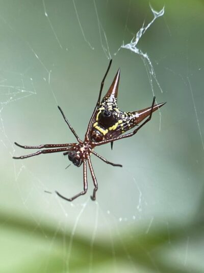 Manuel Antonio National Park - spider