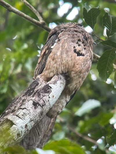 Manuel Antonio National Park - potoo