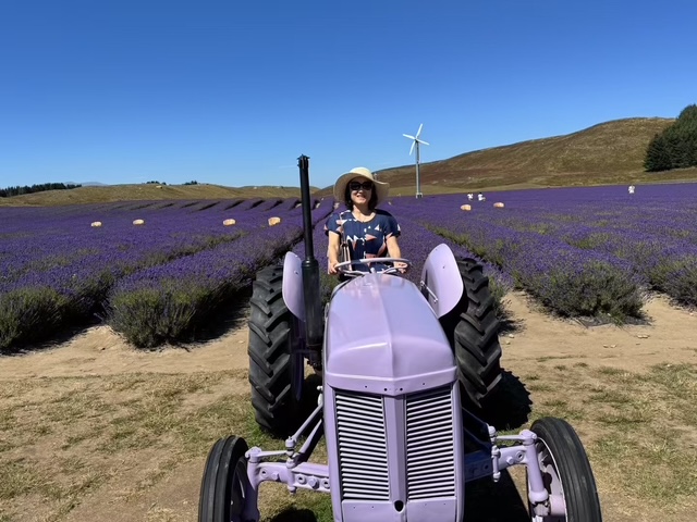 Lavender farm