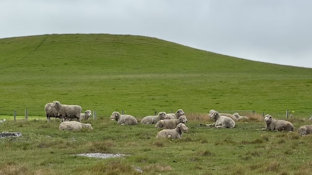 Sheeps