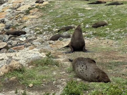 sea lion