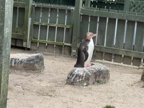 yellow-eyed penguin