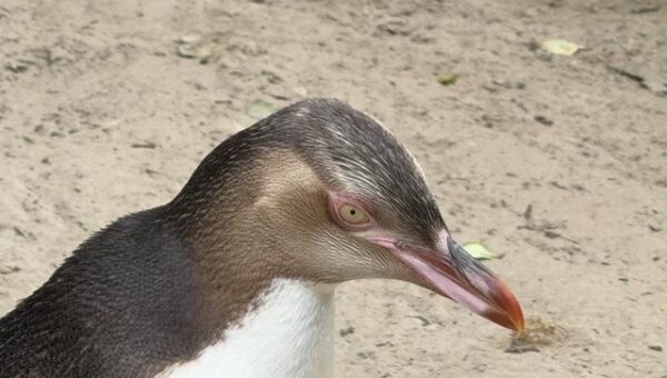 Yellow-eyed penguin dunedin new zealand 新西兰达尼丁黄眼企鹅