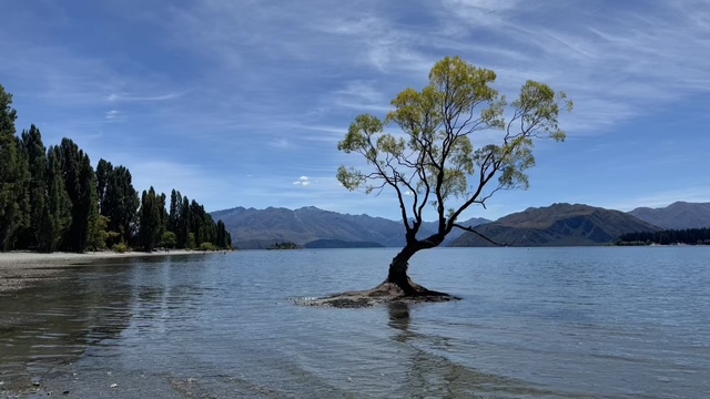 Wanaka Lonely Tree