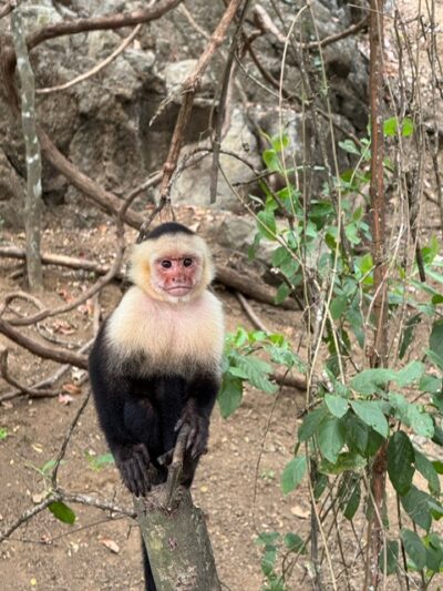 playa herradura - monkeys