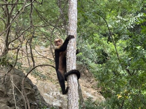 playa herradura - monkeys