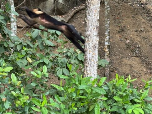 playa herradura - monkeys