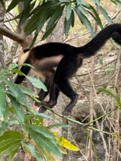 playa herradura - monkeys