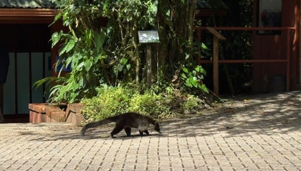 white-nosed coati