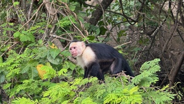 Herradura Marina monkey