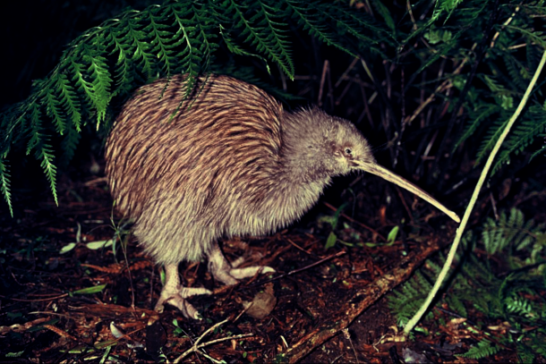 kiwi bird