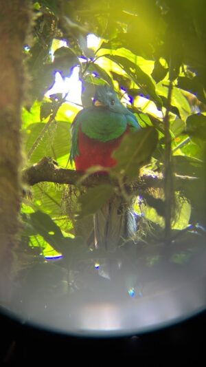 Resplendent Quetzal