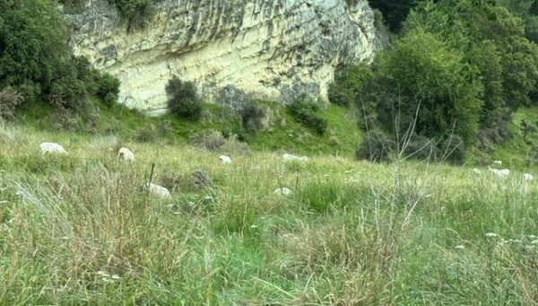 new zealand sheep