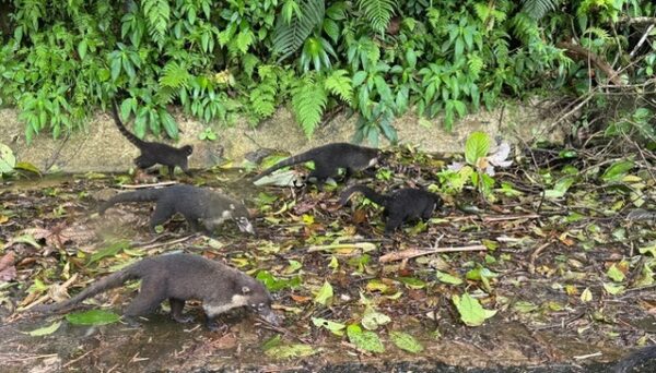 white nosed coati