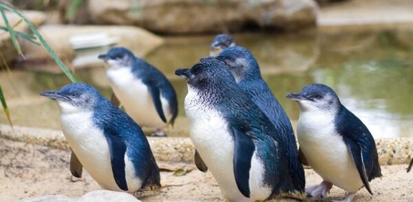 little blue penguin