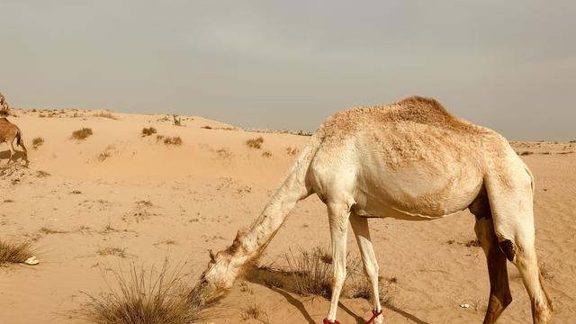 Dubai Desert