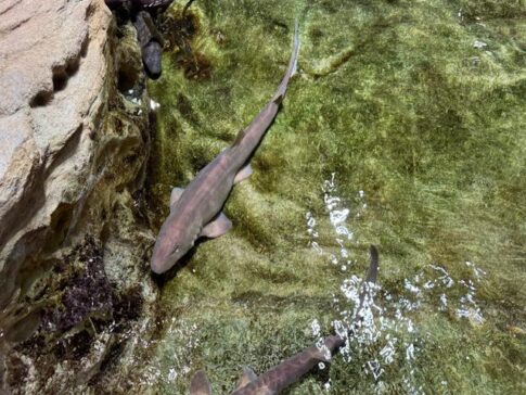 Little Shark 小鲨鱼