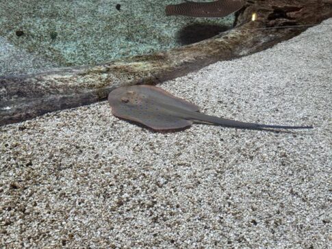 Stingray 黄貂鱼