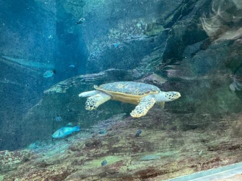 Green sea turtle aquarium Seaworld Abu Dhabi Yas Island 绿海龟水族箱 阿布扎比海洋世界 亚斯岛