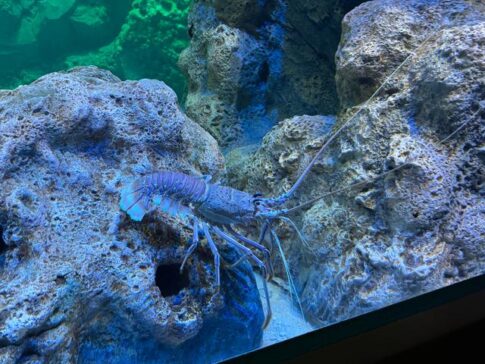 Lobster coral exhibit Seaworld Abu Dhabi Yas Island 龙虾与珊瑚展区 阿布扎比海洋世界 亚斯岛