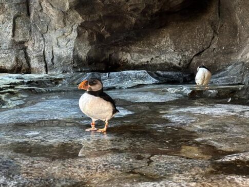 Atlantic puffin Seaworld Abu Dhabi Yas Island 大西洋海鹦 阿布扎比海洋世界 亚斯岛