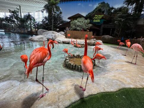 Flamingos tropical habitat Seaworld Abu Dhabi Yas Island 火烈鸟热带栖息地 阿布扎比海洋世界 亚斯岛