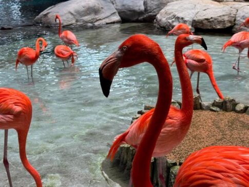 Flamingo close-up Seaworld Abu Dhabi Yas Island 火烈鸟特写 阿布扎比海洋世界 亚斯岛