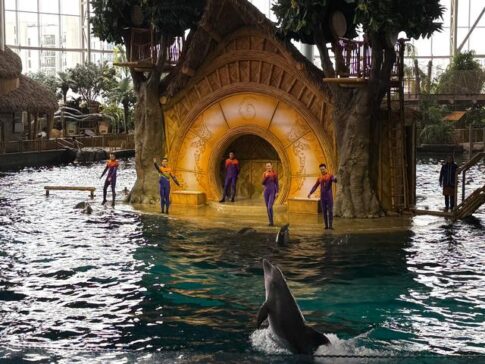 Dolphin show Seaworld Abu Dhabi Yas Island 海豚表演 阿布扎比海洋世界 亚斯岛