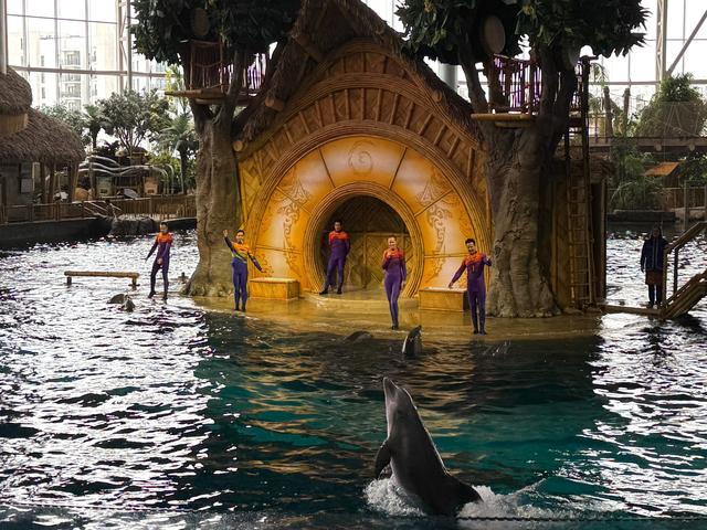 Dolphin show Seaworld Abu Dhabi Yas Island 海豚表演 阿布扎比海洋世界 亚斯岛