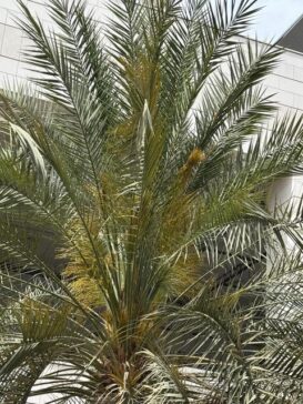 Muscat Airport Palm Tree马斯喀特机场椰枣树