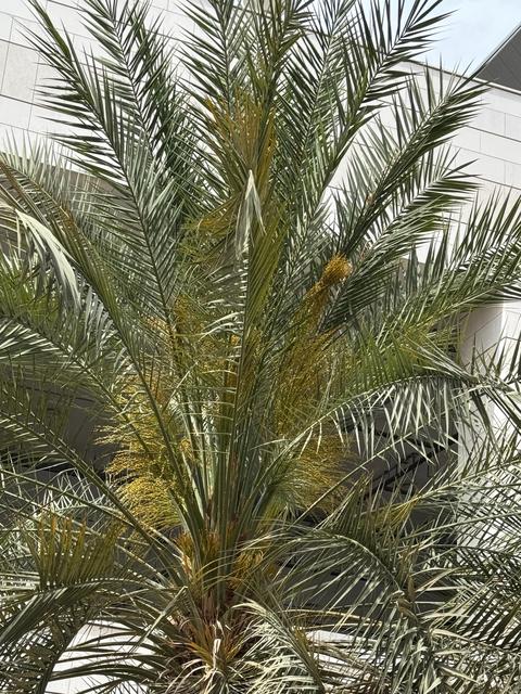 Muscat Airport Palm Tree马斯喀特机场椰枣树