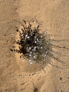 Desert Plant 沙漠植物