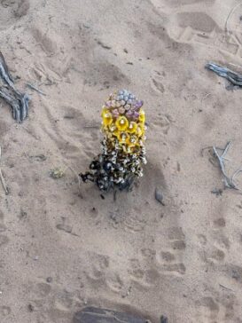 Desert Plant 沙漠植物