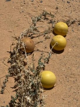 Desert Plant 沙漠植物