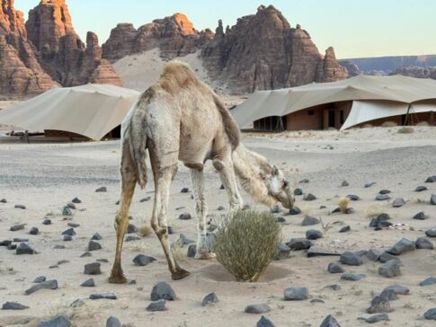 Camel on Banyan Tree Alula 阿尔乌拉悦榕庄里的骆驼