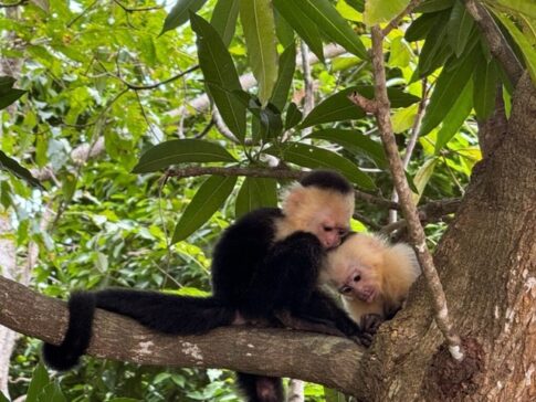 Costa Rica Monkeys 哥斯达黎加的猴子