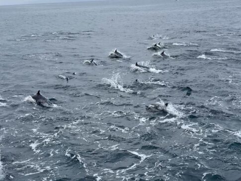 Dolphin tour at Long Beach