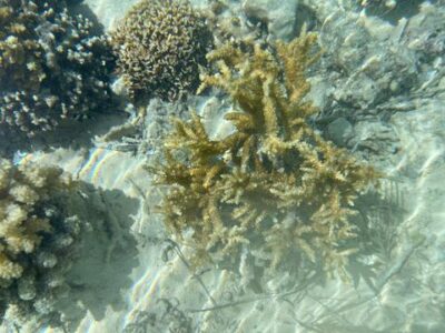 Bora Bora St. Regis Coral