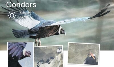 Read more about the article An Unfinished Journey to Antarctica and Travels in Chile Day 4: Punta Arenas