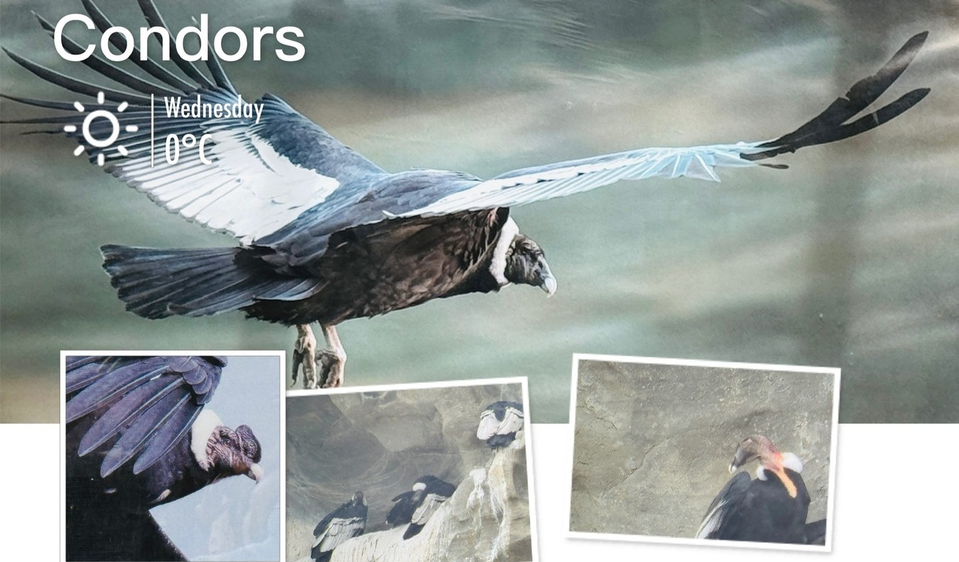 You are currently viewing An Unfinished Journey to Antarctica and Travels in Chile Day 4: Punta Arenas