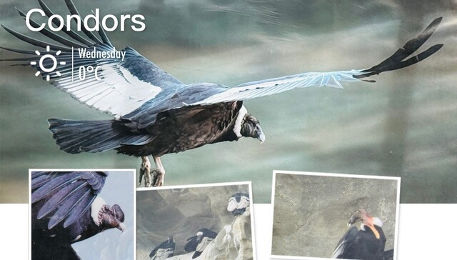 Andean Condor
