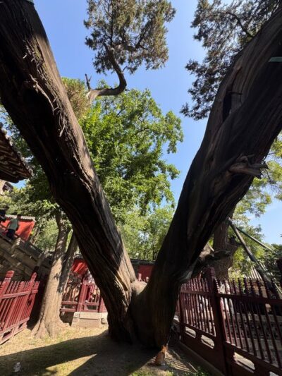 Jinci Temple 3000 year Zhou Cypress 晋祠三千年的周柏