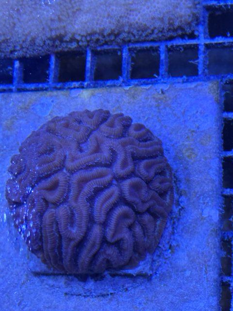 Coral Lab