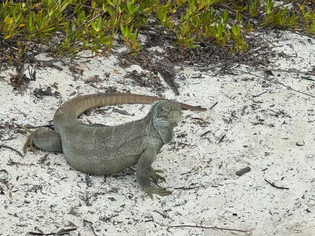 Turks and Caicos Snorkeling Cruise