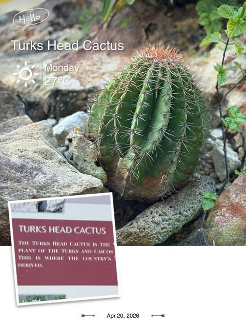 Turks Head Cactus